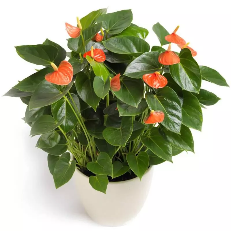 Anthurium Pot Plant