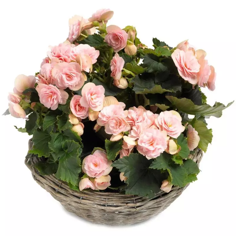 Albums 92+ Images Pictures Of Begonias In Pots Latest