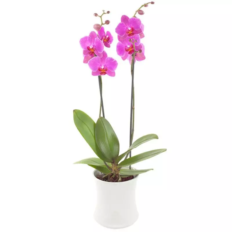 Phalaenopsis Orchid in a Pot II