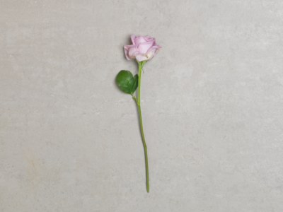 Lawendowe i fioletowe róże - symbolika